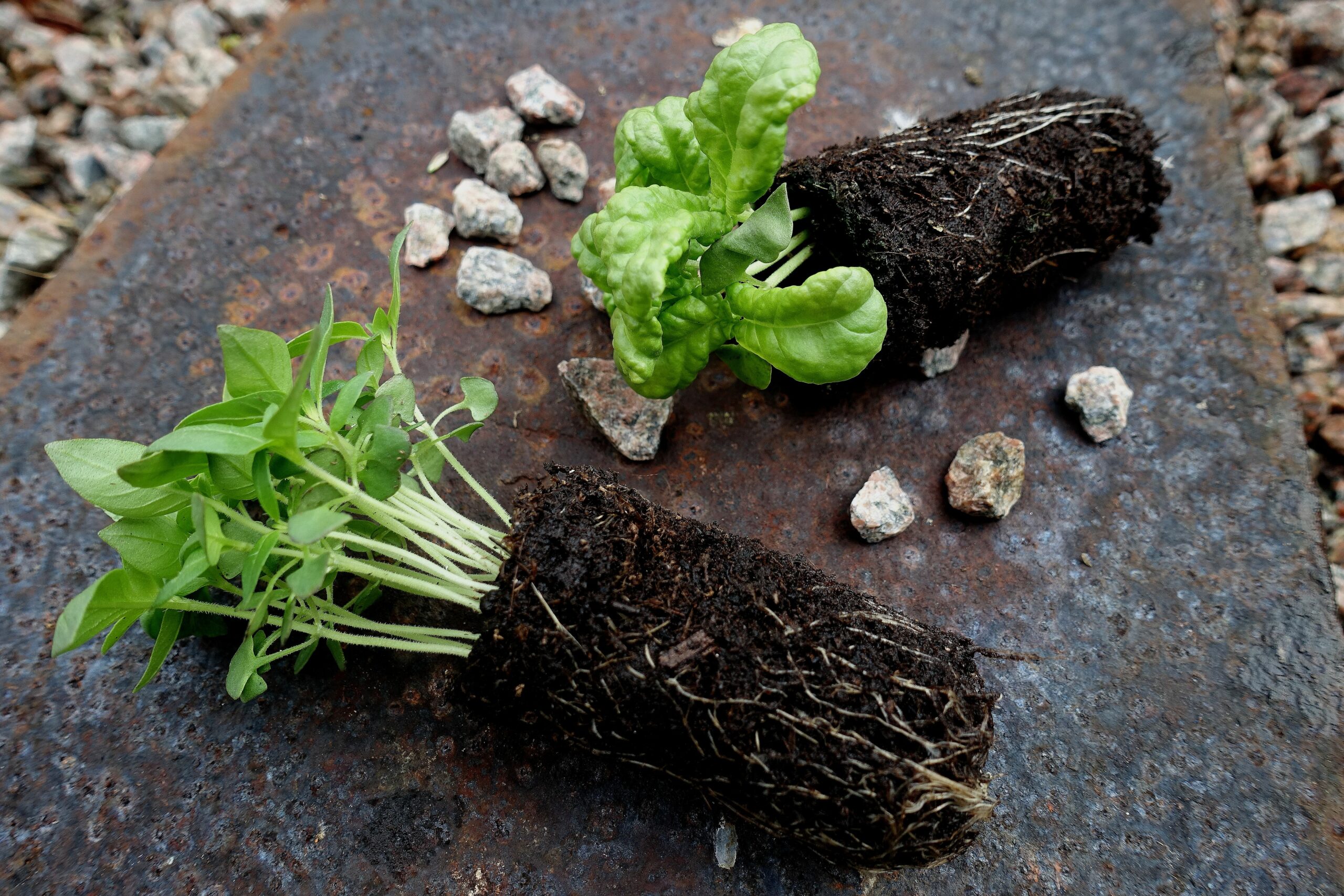 Vegetable Gardening for Beginners Sowing Basil Sara s Kitchen