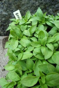 Stora basilikaplantor i ett tråg.