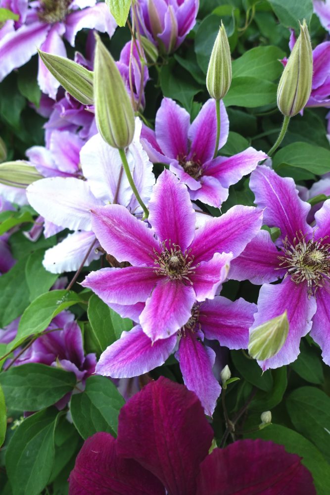 My beautiful clematis Piilu – Sara's Kitchen Garden