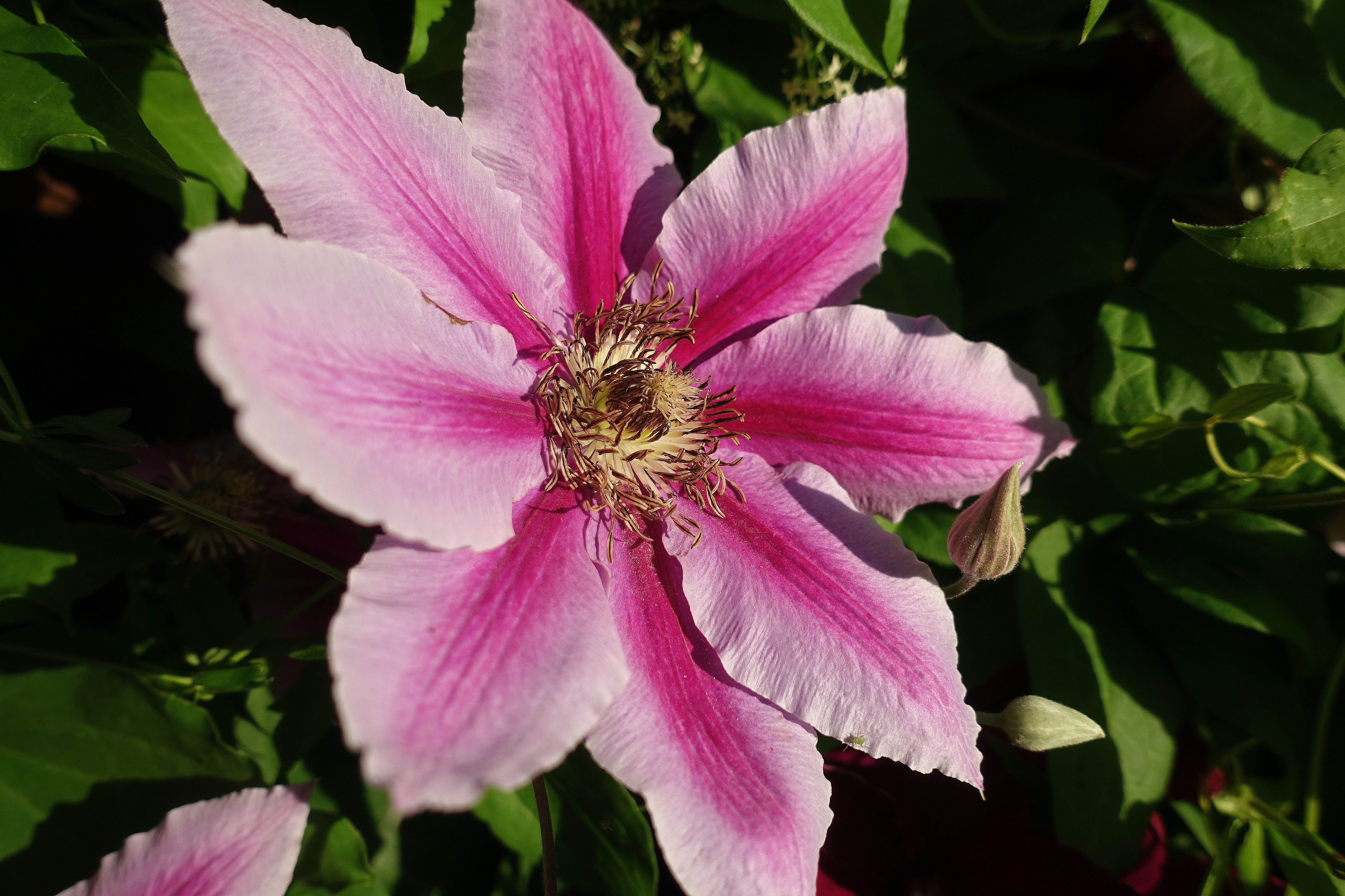 Närbild på en utslagen stor rosa blomma. Close-up of a large clematis flower. 