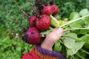 Närbild på maffiga Burro gigante.