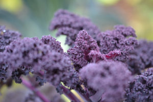 Närbild på vacker lila grönkål.