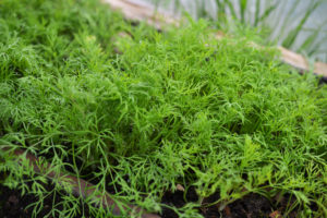 Krispig och vattenglittrande dill.