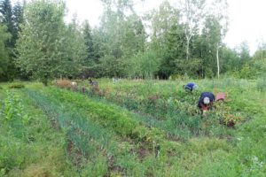 En stor yta med grönsaker i rader.