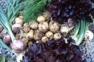 En bild med sallat, lök, dill och potatis.