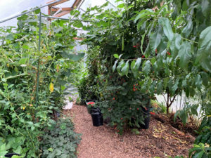 Bild inifrån ett väldigt grönt och frodigt tunnelväxthus.