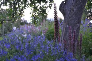En blommande blå rabatt.