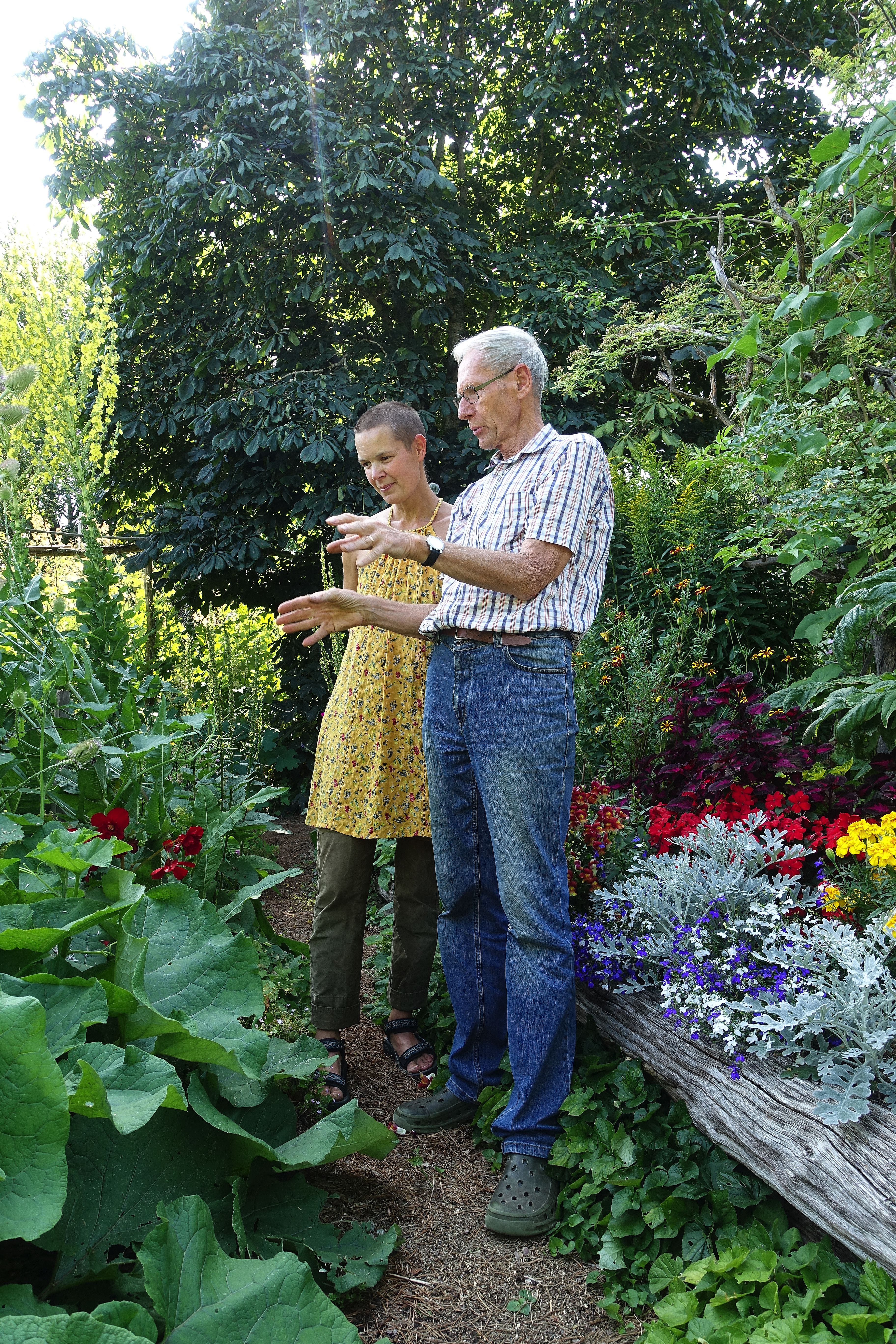 En kvinna i gul klänning och en äldre man i jeans och skjorta står i en trädgård och diskuterar. Mulched garden, Sara and Börje discussing the plants. 