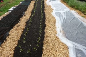 Tre upphöjda bäddar med jord och träflis i gångarna emellan.