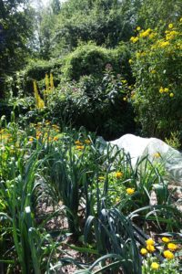 En frodig köksträdgård där purjolök i land omges av höga perenner som blommar i gult.
