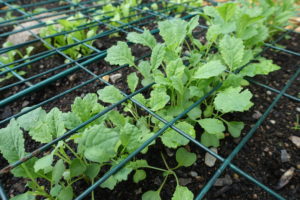 sarabackmo_soil_godsla