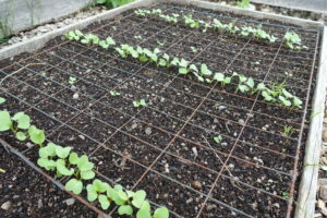 sarabackmo_soil_godsla