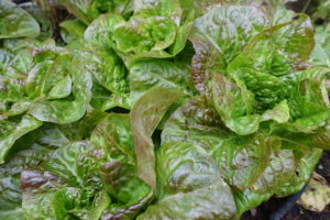 sarabackmo_soil_godsla