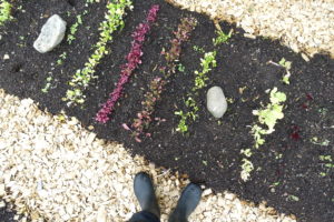 sarabackmo_soil_godsla