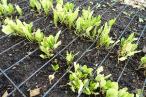 En bädd med små rader där det växer bladgrönt.