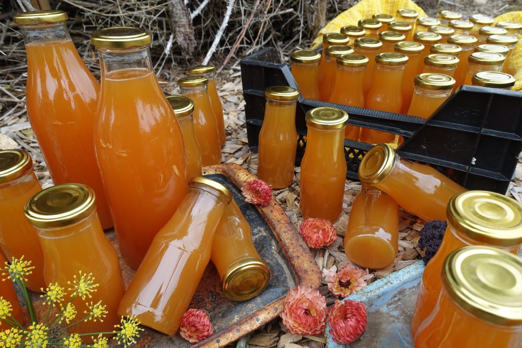 Små och stora flaskor med varmt orange must ligger och står på träflis utomhus.