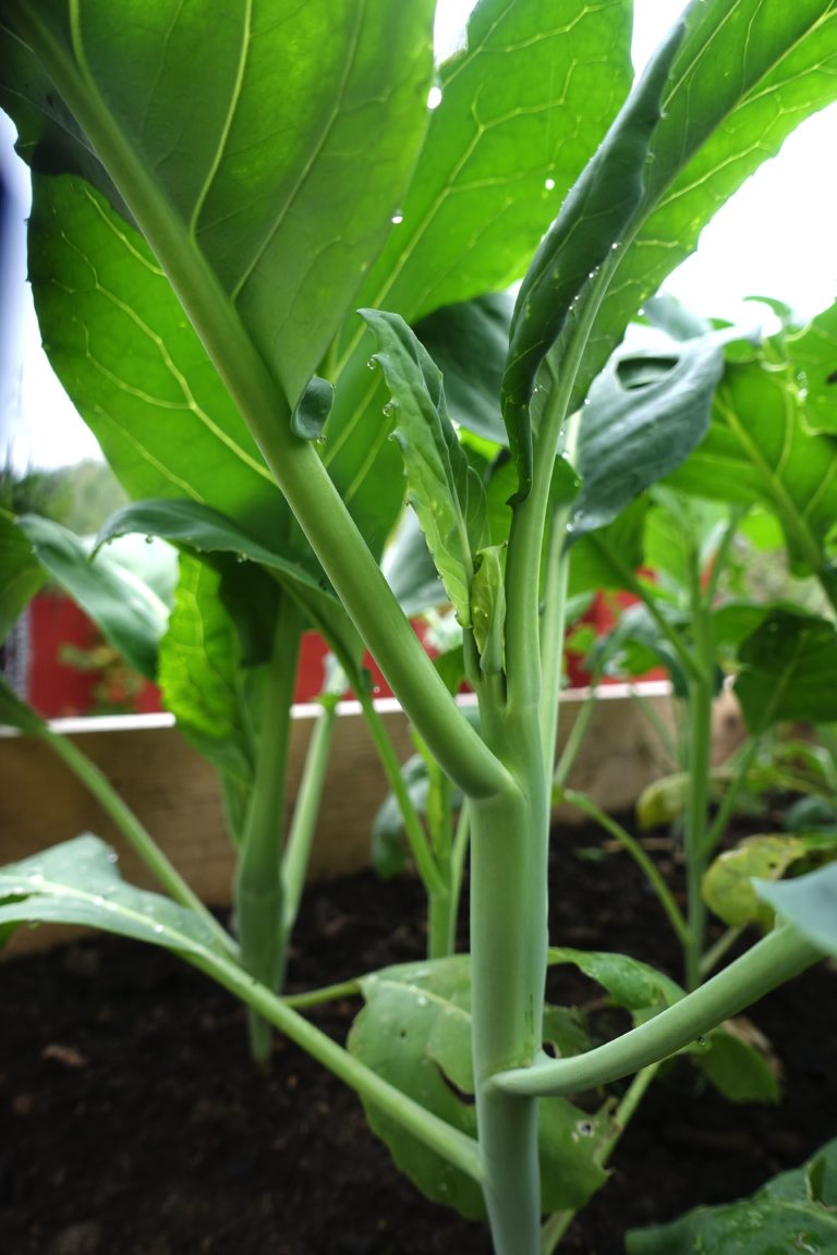 How to Grow Chinese Broccoli Sara's Kitchen Garden