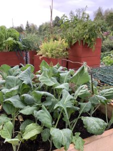 Närbild på gröna kålväxter i pallkrage.