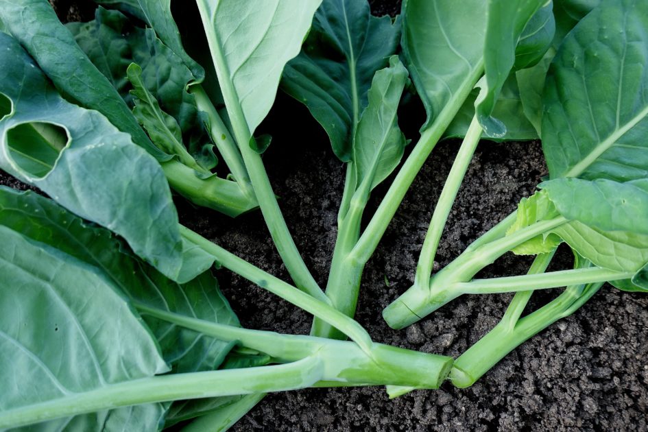 How to Grow Chinese Broccoli Sara's Kitchen Garden