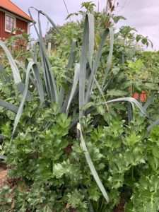 Hög purjolök som skjuter upp ur en grön bladmassa.