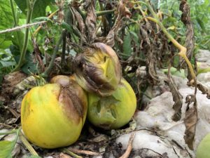 Närbild på ruttnande gula tomater