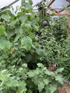 Höga gröna växter i tunnelväxthuset