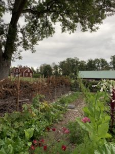 En odlingsbädd med ett staket av grenar bakom.