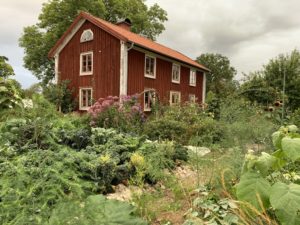 En vacker bild på en frodig grönsaksträdgård.
