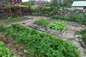 Odling i Skillnadens trädgård