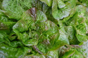 Vacker sallat av sorten Cegolaine.