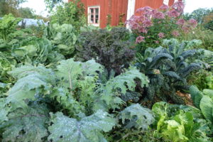 Vacker kålodling i Skillnadens trädgård