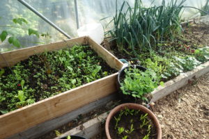 Pallkrage i tunnelväxthuset med läcker sallat