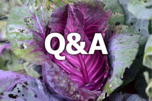 Vacker röd spetskål