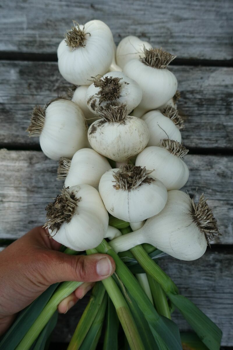 Tips and Tricks: How to make a garlic braid – Sara's Kitchen Garden
