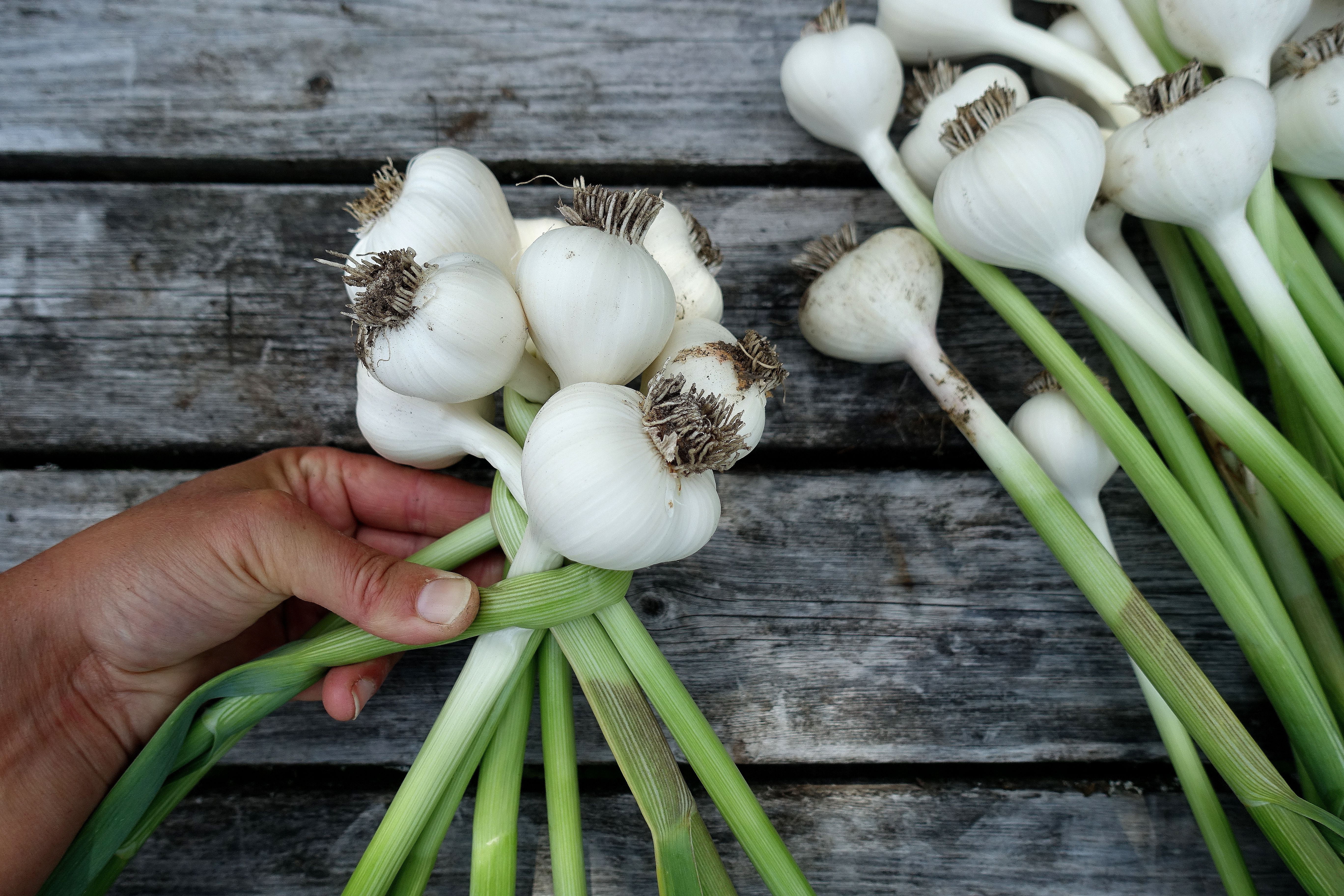 Featured image of post Steps to Prepare How To Plait Garlic To Store