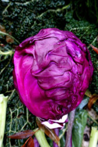 Stående bild med ett skinande purpurfärgat rödkålshuvud i mitten.