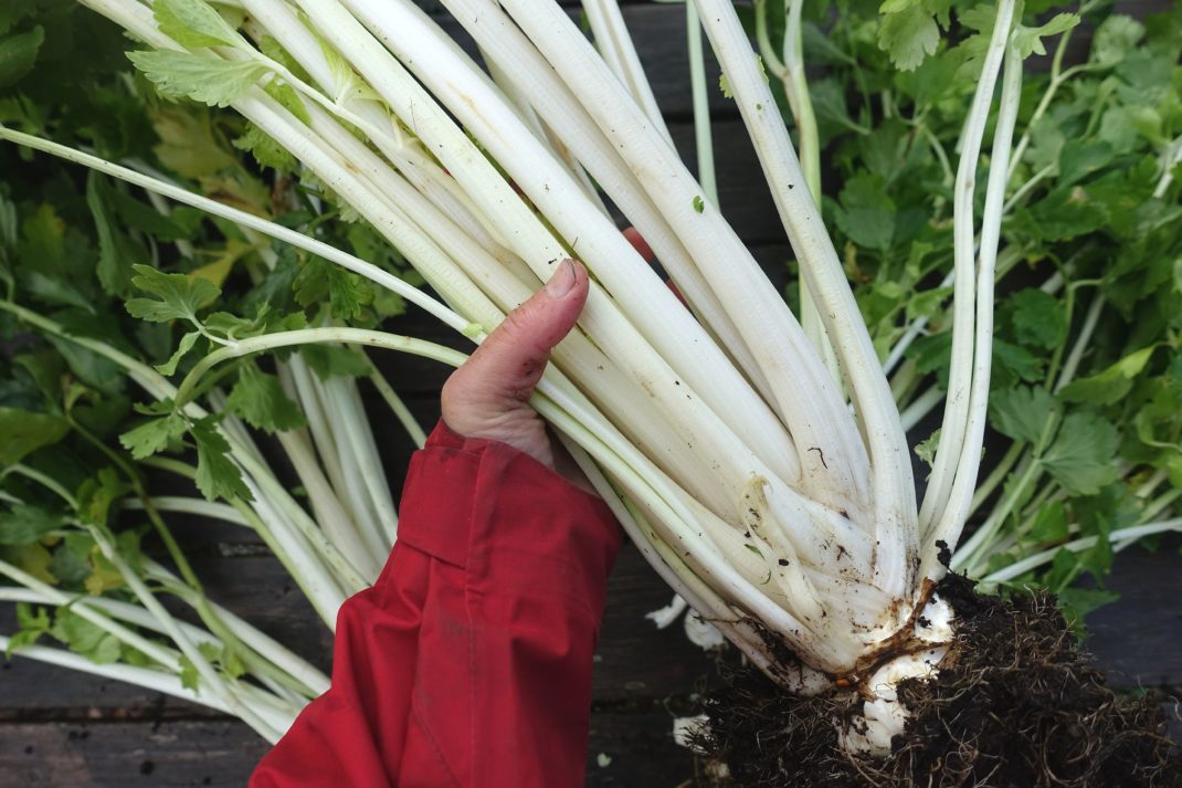 Holding a bunch of celery stalks. Grow celery at home.