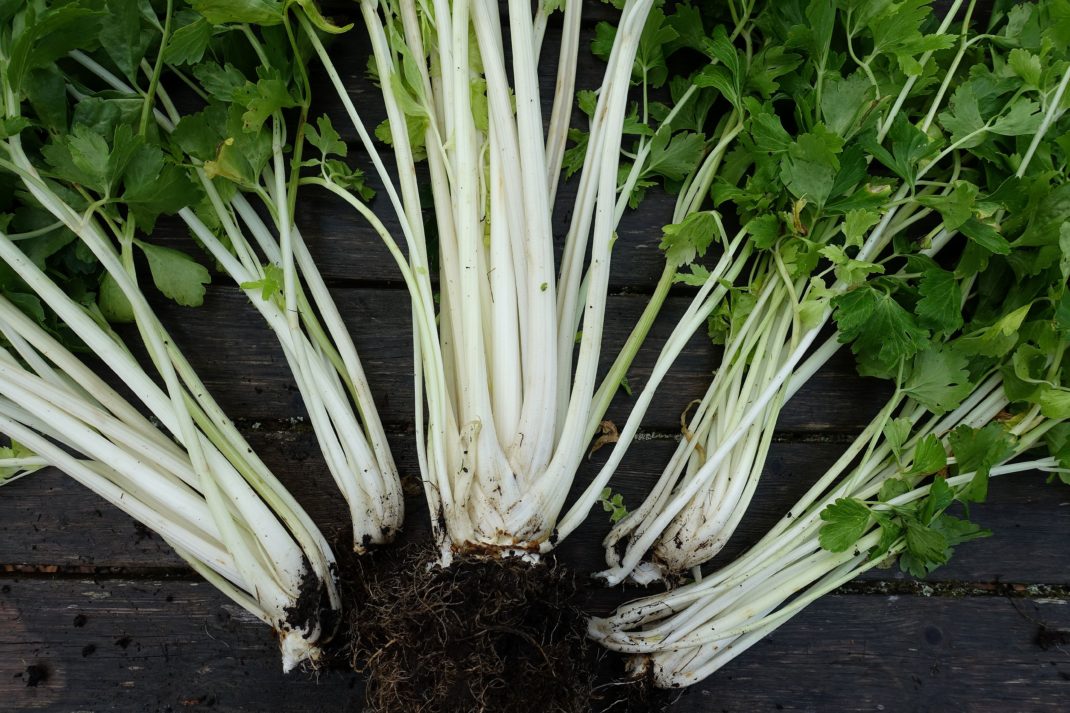 Celery stalks on a table