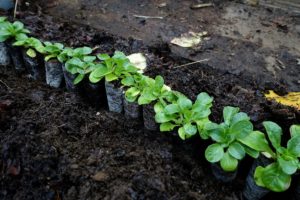Gröna tussar av blad från små plantor, mot kolsvart jord.