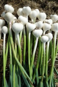 En stående bild med vitlök där rotsystemen klippts bort.