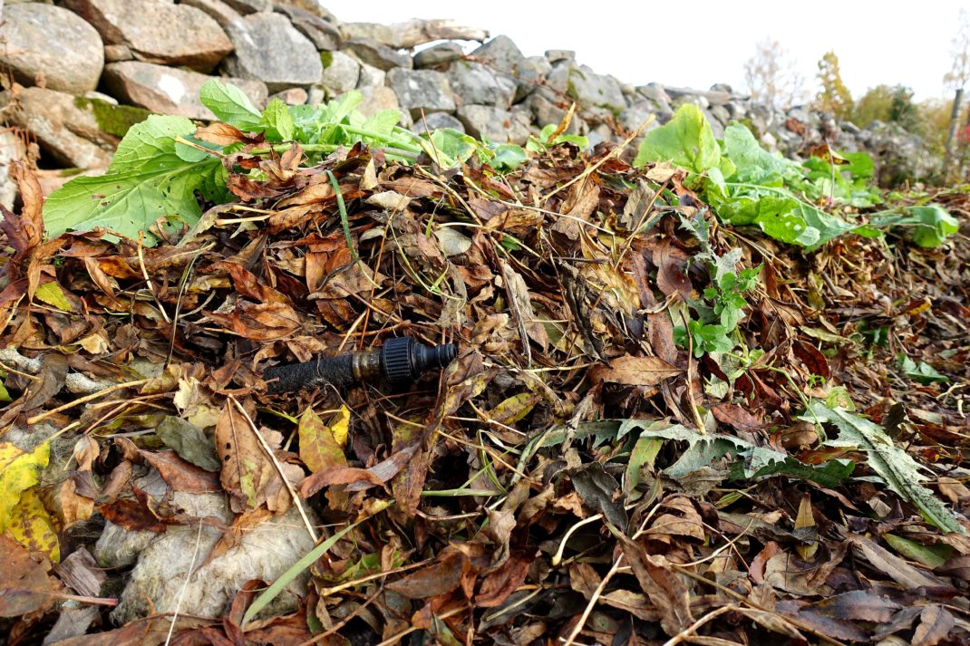 Närbild på löv som ligger över en odlingsbädd vid en stenmur. 