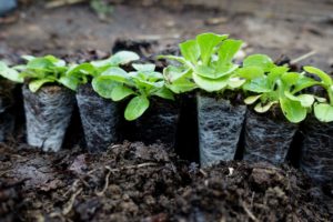 Närbild på uppradade pluggplantor i jorden.