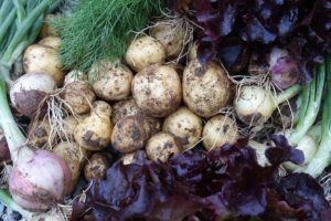 Skördebild med potatis, lök och sallat.