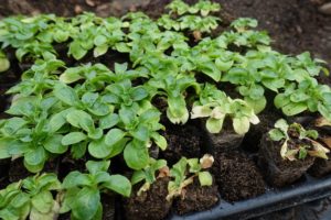 Närbild på gröna blad i ett svart pluggbrätte av plast.