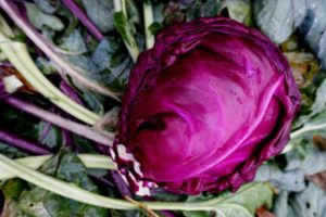 Ett vackert rödkålshuvud ligger på en bädd av kålblad.