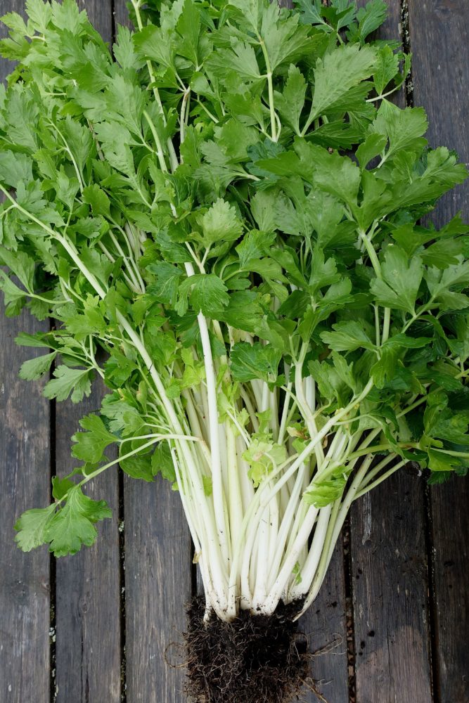Chinese white celery (Kintsai) Sara's Kitchen Garden