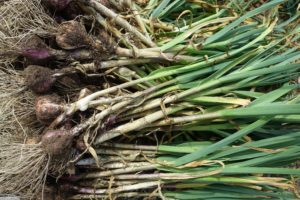 En bunt nyskördad jordig vitlök.