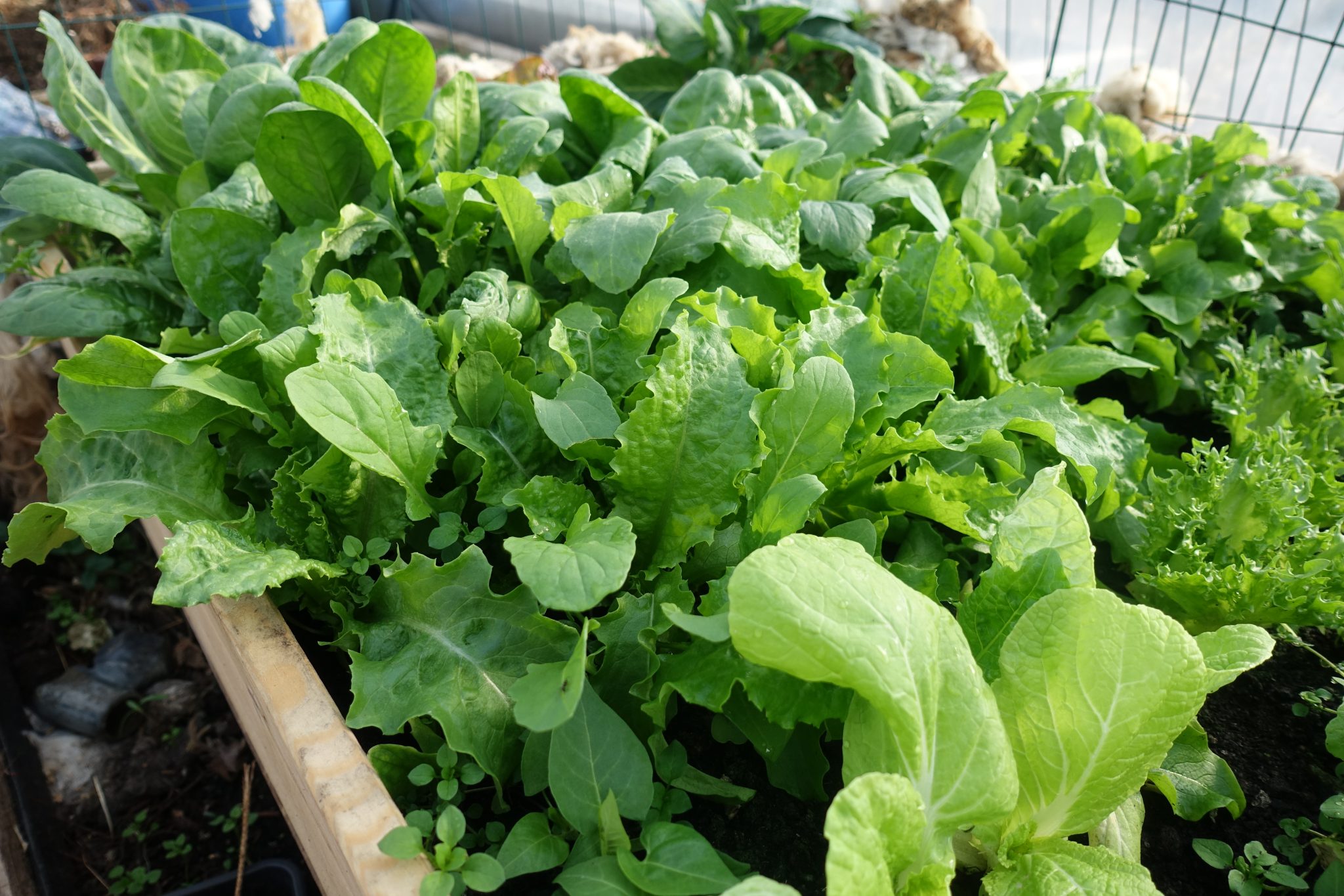 Grow Winter Leafy Greens Indoors: Easy Guide