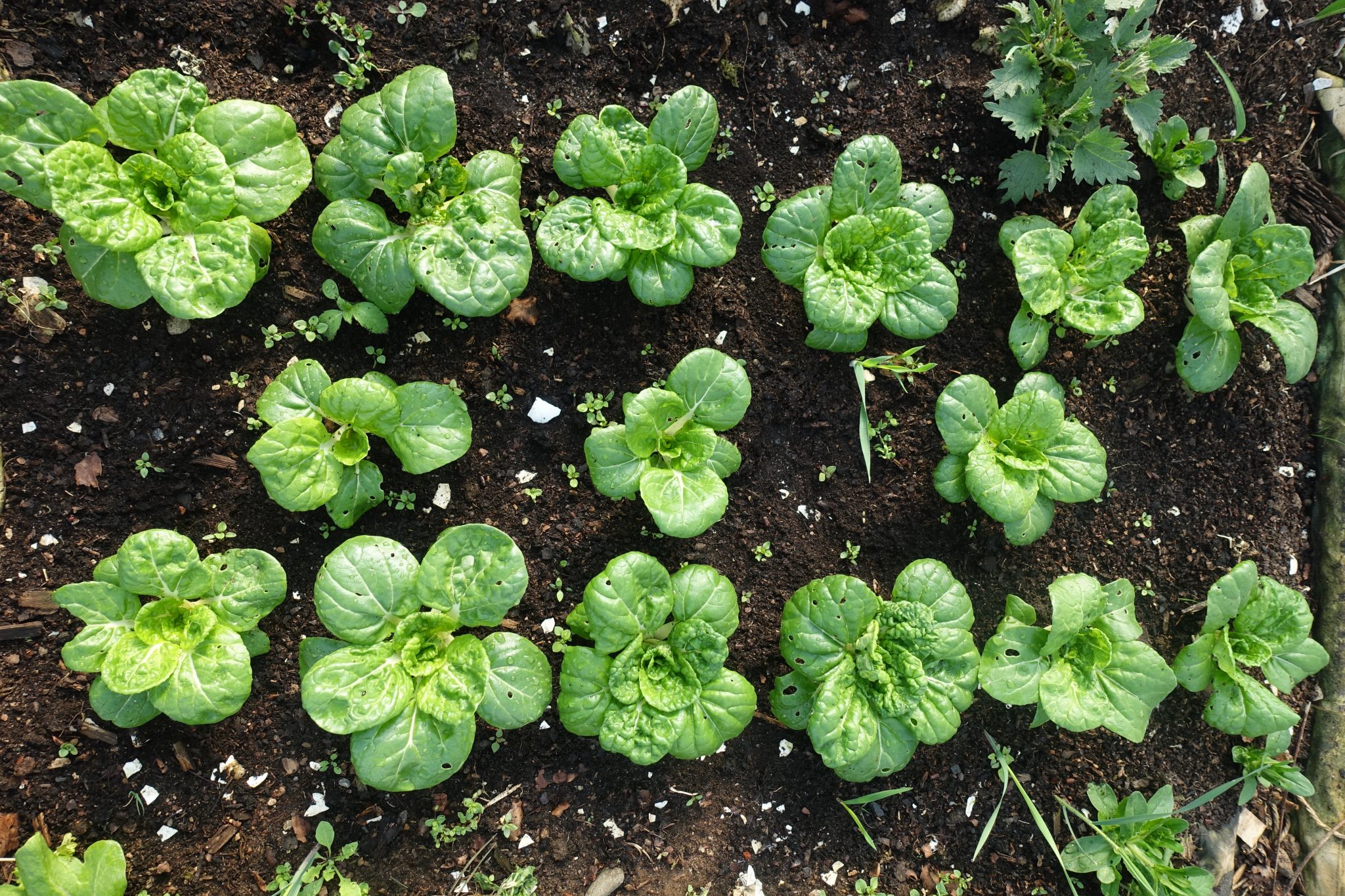 Growing Leafy Greens in Winter Sara's Kitchen Garden