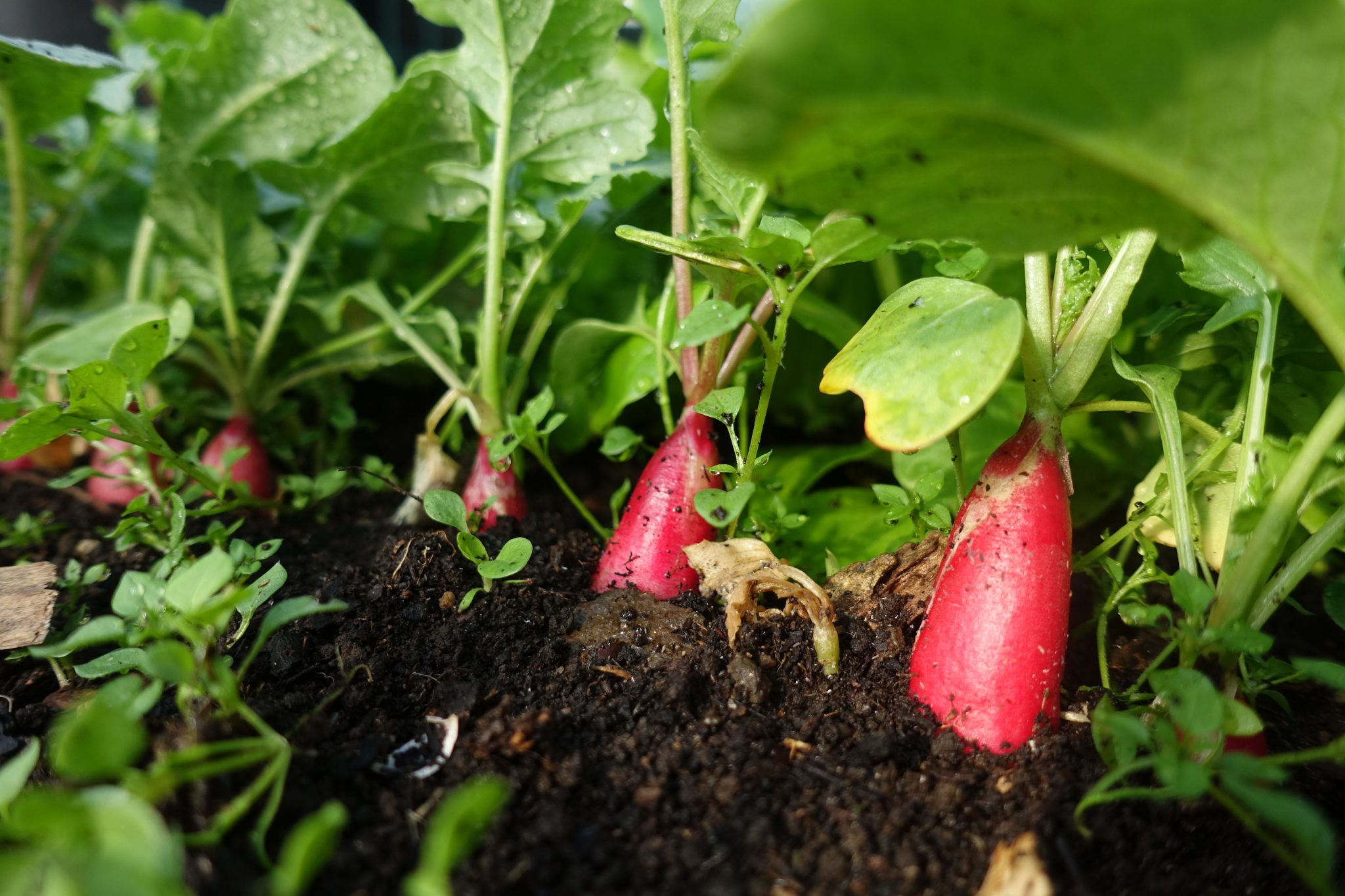 Growing Leafy Greens in Winter Sara's Kitchen Garden